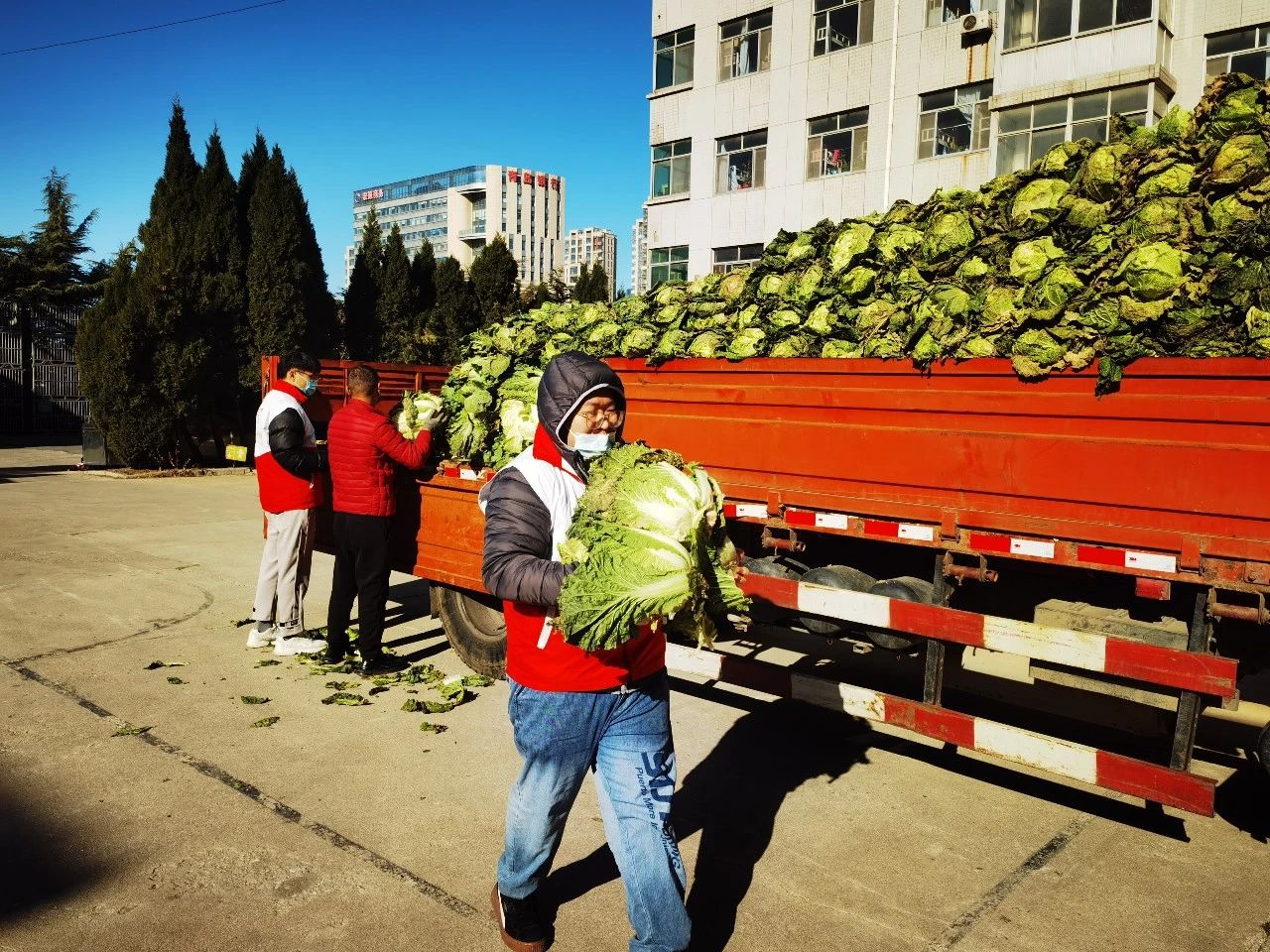 爱心助农｜中鲁食品采购1800斤大白菜解决菜农燃眉之急