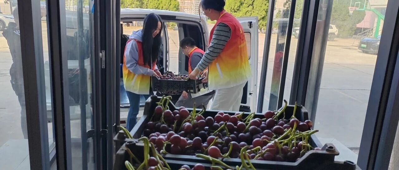 情系果农解忧难 爱心葡萄暖人心｜中鲁食品公司积极开展助农惠工行动