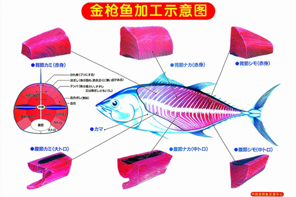 金枪鱼知识100问