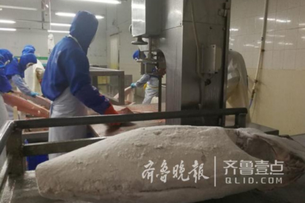 山东每出口10条金枪鱼烟台占9条!上半年达4260万美金